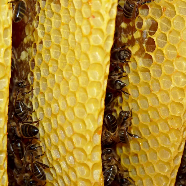 apicultores-profesionales