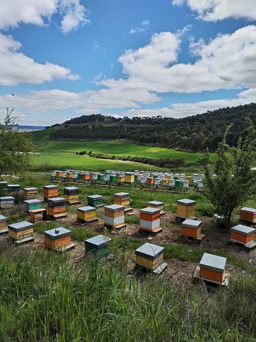 miel-gaia-palencia-roberto-apicultor