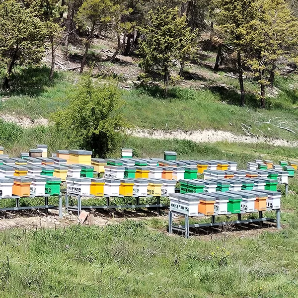 servicios-apicultores-profesionales